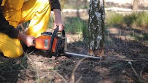 Best Tree Risk Assessment  in Athens, TN
