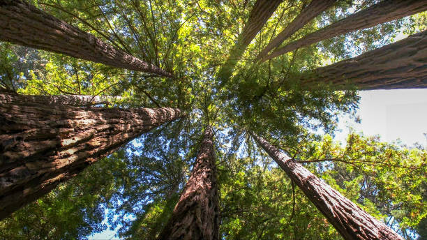Best Tree Cabling and Bracing  in Athens, TN
