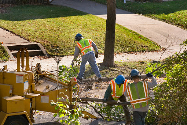 How Our Tree Care Process Works  in  Athens, TN