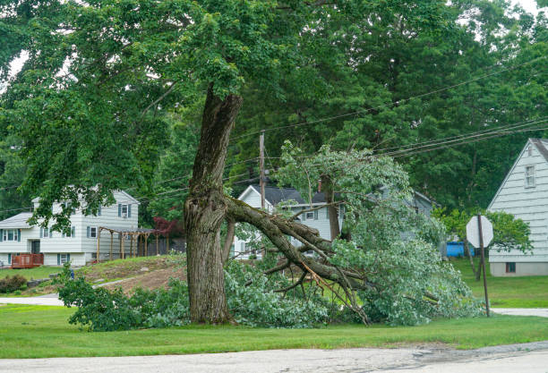 Best Fruit Tree Pruning  in Athens, TN